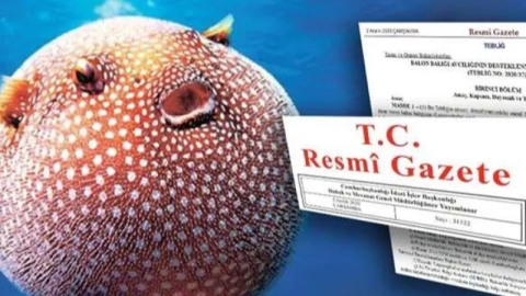 Balon balığı avcılığına bakanlık desteği artıyor