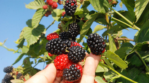 Kestel böğürtleninde hasat başladı