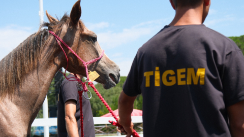 TİGEM tay satışı ve koşulardan bu yıl 500 milyon lira gelir bekliyor