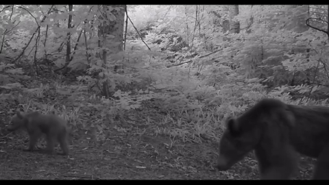 Boz ayı yavruları fotokapana takıldı