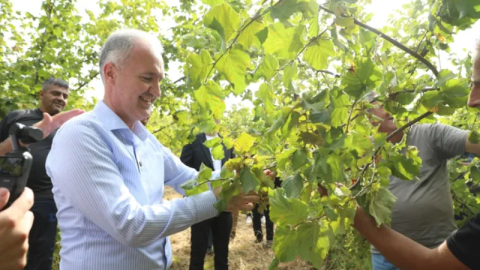 İnegöl fındığında hasat vakti