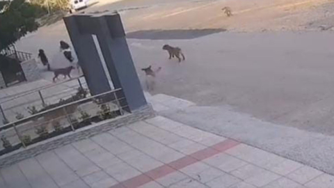 Osmangazi'de köpeklerden son anda kaçtılar