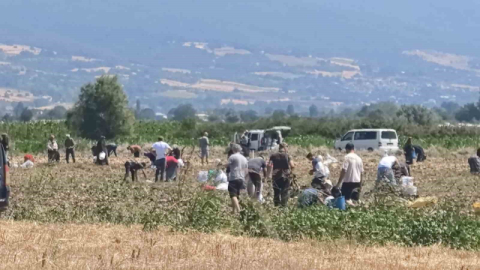 Patates tarlasındaki ürünleri ücretsiz dağıttı