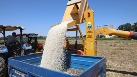 İnegöl tarlalarında kuru fasulye hasadı başladı