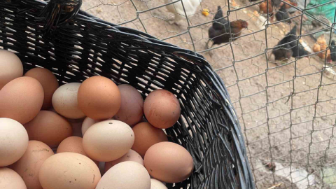 Okulların açılması yumurtayı "Mayıs çukuru"ndan kurtaracak