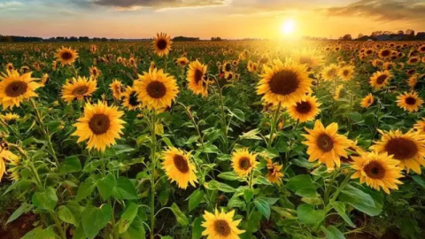 Karacabey Tarım İşletmesi’nden ayçiçeği ihalesi!