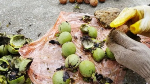 Karacabey TİGEM’den ceviz hasadı ihalesi