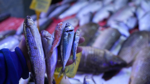 Balıkçılarda hamsi ve istavrit bolluğu yaşanacak