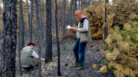 Bursa’da yanan ağaçlar sayılıyor