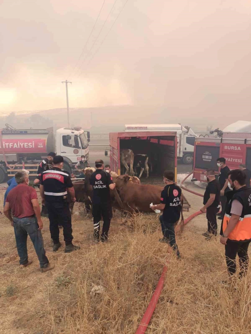 Bursa’daki orman yangınına 718 personel müdahale ediyor
