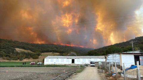 Orman yangınındaki alevler, hayvan çiftliklerine doğru ilerliyor