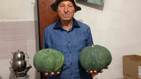 Dededen kalan tohumla "Çavuşlar Kavunu" yeniden canlandırıldı