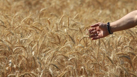 Dünya tahıl üretim tahminleri artışta