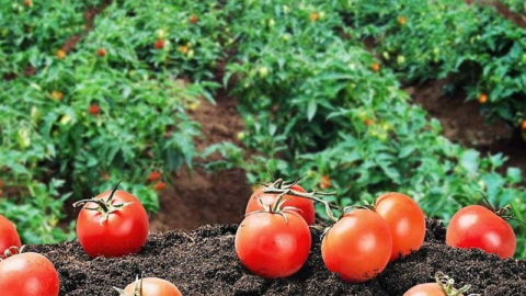 Kendi hammaddesini üretecek