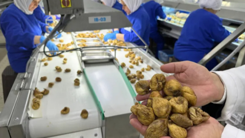 Kuru incir ihracatı 350 milyon doları aştı