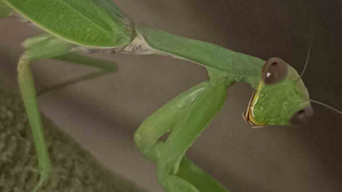 Çiftçi dostu: Peygamberdevesi