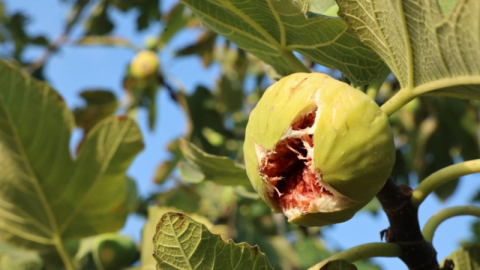 11. Akçalar İncir Festivali 14 Eylül'de başlayacak