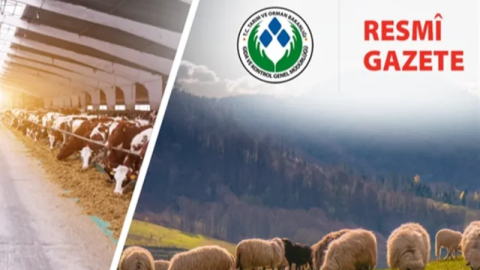 Koyun ve Keçi Yönetmeliği'nde değişiklik yapıldı