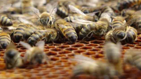 Tanzanya'da sahayı arılar bastı