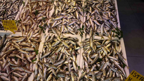 Balıkçı palamuttan umudunu kesti