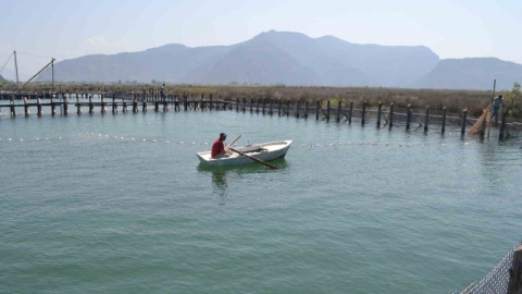 Havuzlar açılmadı, tonlarca balık telef oldu iddiası