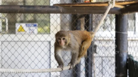 Şiddet mağduru maymun “Şeker” koruma altında