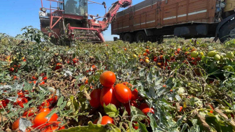 Tarımda plansızlık, üreticiyi zora sokuyor