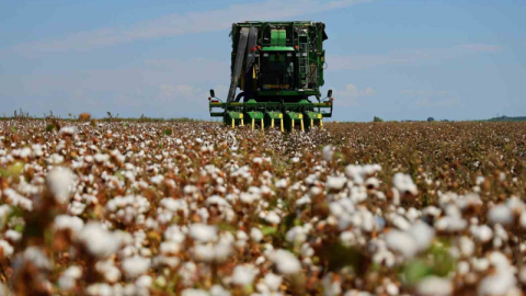 Bir dönemin beyaz altınında hasat başladı