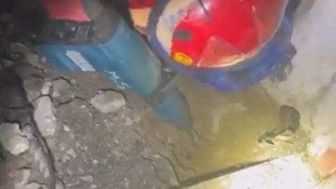 Bursa'da kedi, toprağı kazarak kendini gömdü