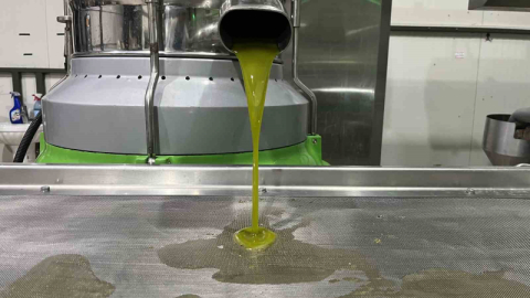 Marmara bölgesinin ilk zeytinyağı sıkımı gerçekleşti