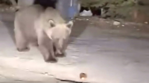 Uludağ’da koca ayıyı ekmekle beslediler