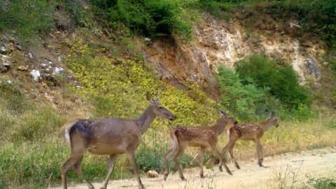 Uludağ'ın kızıl geyik ailesi kameralara yakalandı