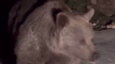 Ayı ailesini arabadan besledi