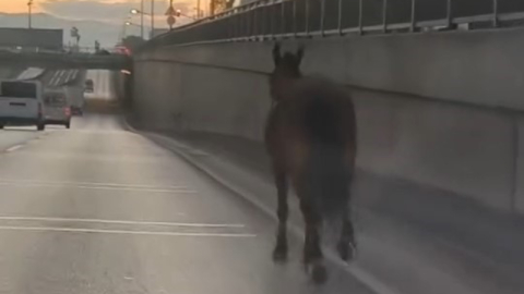 Başıboş at trafikte tehlike saçtı