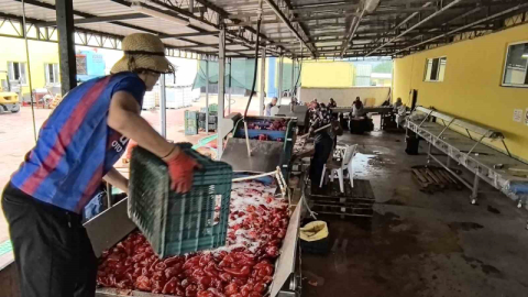 Hollanda’nın biber salçasını İnegöllü kadınlar üretiyor