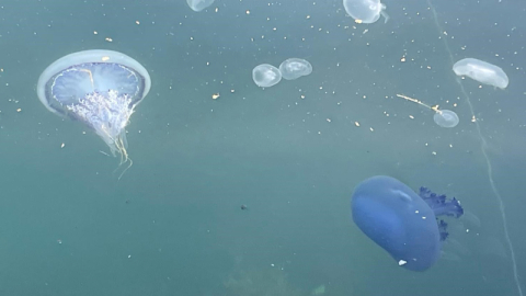 Marmara’da ’bitti’ denilen müsilaj kabusu tekrar başladı