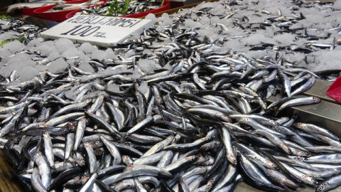 Karadeniz’de hamsi bereketi sürüyor