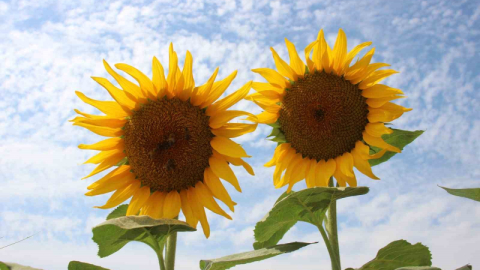 Ayçiçek alım fiyatları açıklandı