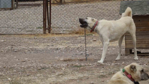 Kangallar, kış aylarında kurtların özelliklerini gösteriyor