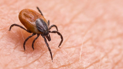 Prof. Dr. Şengönül: "Kene vakalarında yüzde 90 başarı sağlandı"