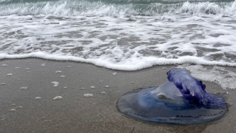 Mavi denizanaları sahile vurdu