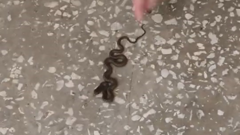 Okul koridorunda yılan paniği