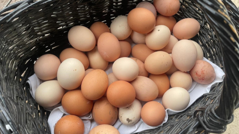 Kabuğun içindeki sağlık: Yumurta