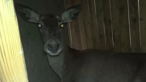 Bursa’da 3 dişi geyik serbest bırakıldı