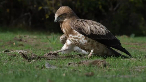 Kartalın Yılanla Gövde Gösterisi Kamerada