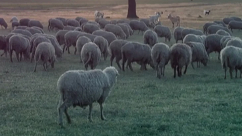 Küçükbaş ve sürü sağlığı ödemeleri artıyor!