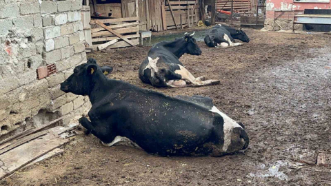 "8 buzağımızı şapa verdik"