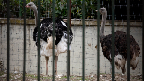 Avrupa'da kuş gribi alarmı!