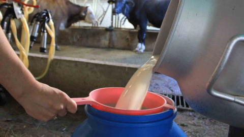 Çiğ İnek Sütü İçin Yeni Düzenleme
