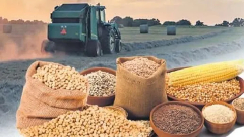 Arpa-Mısır İthalatında Yeni Kontenjan